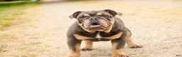 English Bulldog dogs for sale: Xena - Ad 10