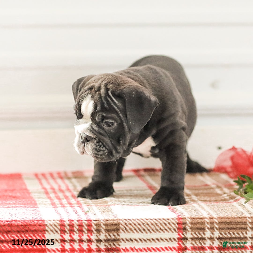 English Bulldog dogs for sale: Randy - Ad 4
