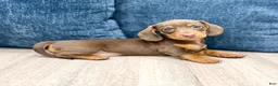 Miniature Dachshund dogs for sale: Cocoa - Ad 3