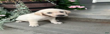 Labrador Retriever 1