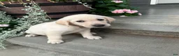 Labrador Retriever dogs for sale: Labrador Retriever 1 - Ad 1