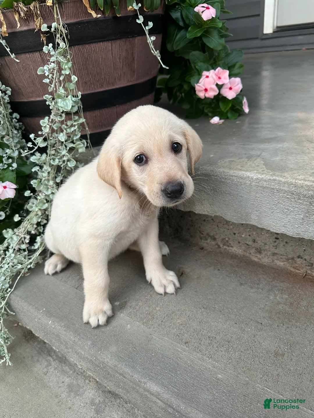 Labrador Retriever dogs for sale: Labrador Retriever 1 - Ad 1