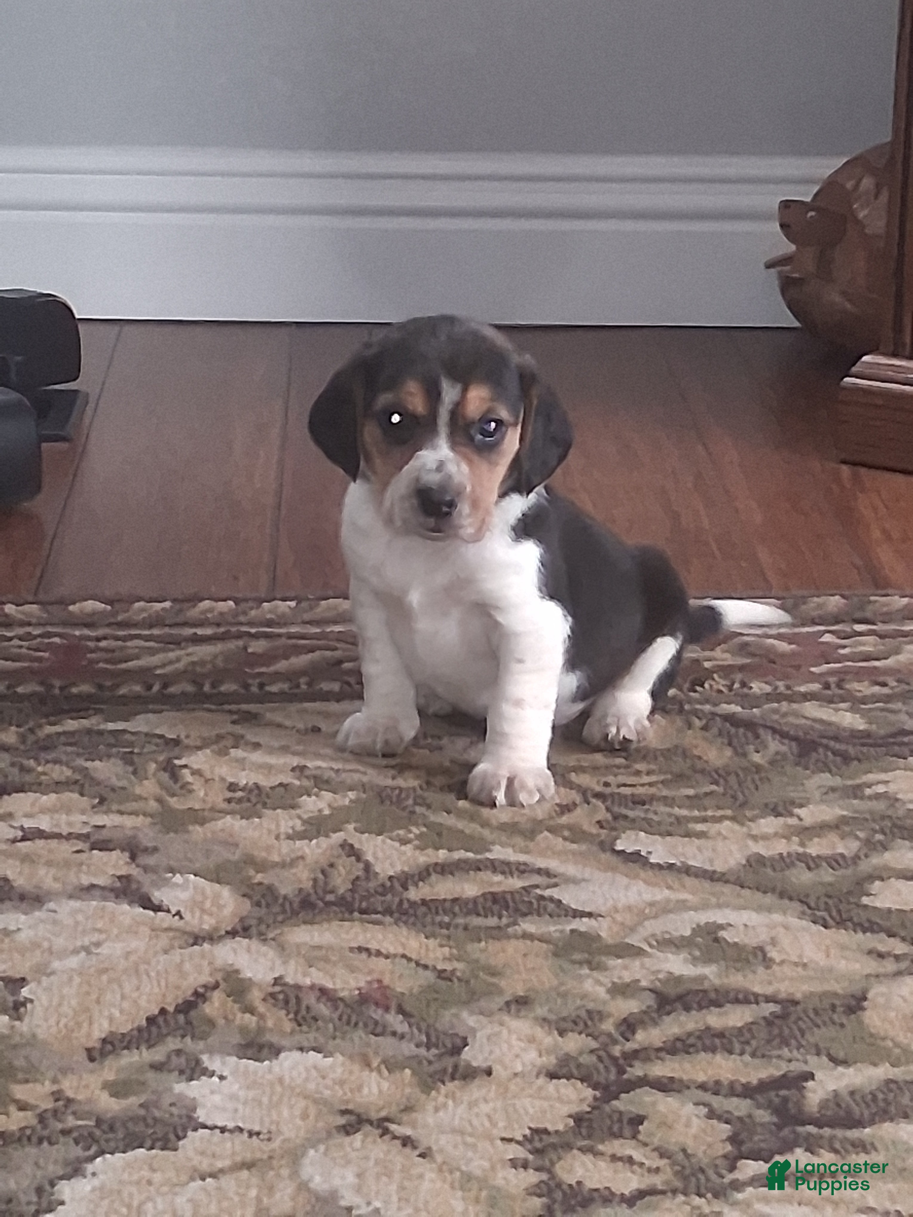 Beagle dogs Little Joe - Ad 29