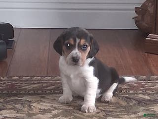 Beagle dogs Little Joe - Ad 18