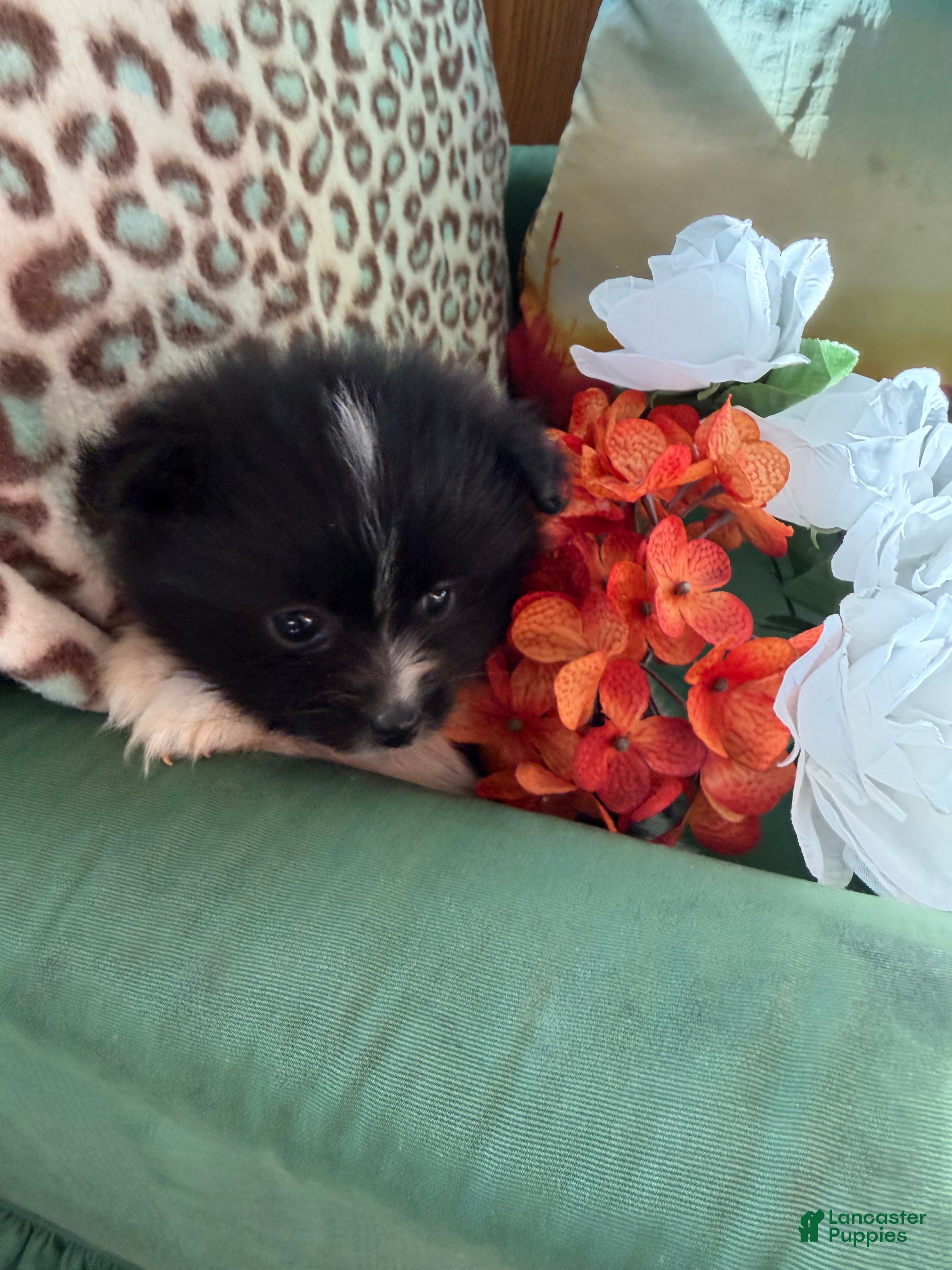 Pomeranian dogs Pomeranian Puppy 2 Gracie  - Ad 1