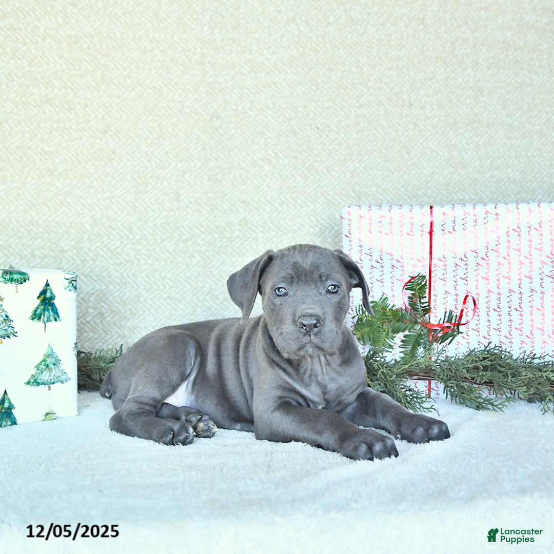 Cane Corso dogs for sale: Sage - Ad 2