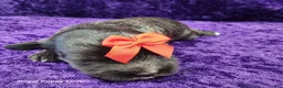 Miniature Schnauzer dogs for sale: Ghirardelli - Ad 2
