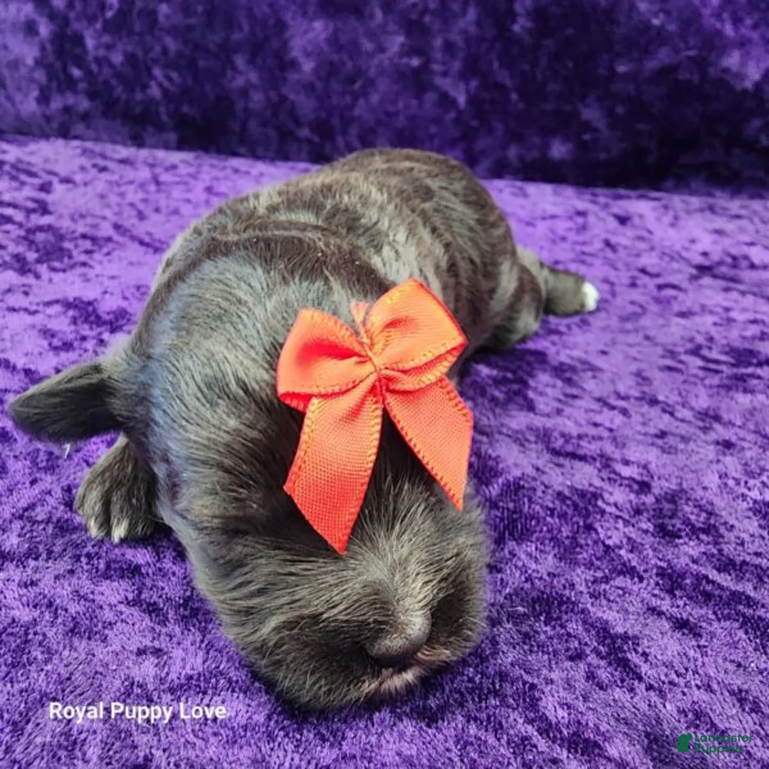 Miniature Schnauzer dogs for sale: Ghirardelli - Ad 2
