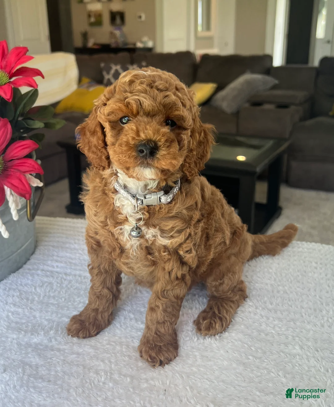 Mini Goldendoodle dogs for sale: Rowen - Ad 1