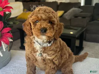 Mini Goldendoodle dogs for sale: Rowen - Ad 2