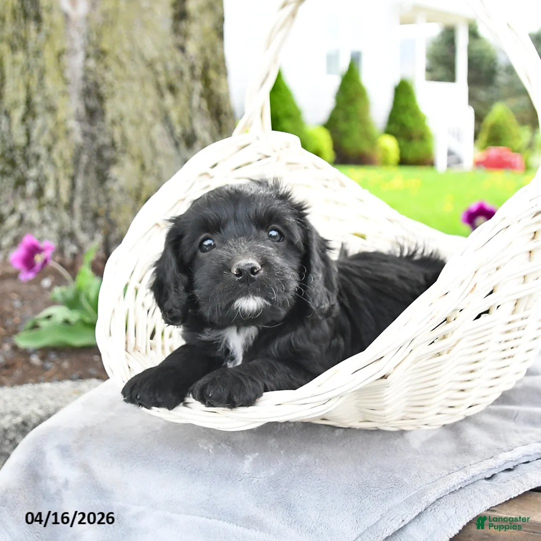 Cavapoo dogs for sale: Maggie - Ad 2