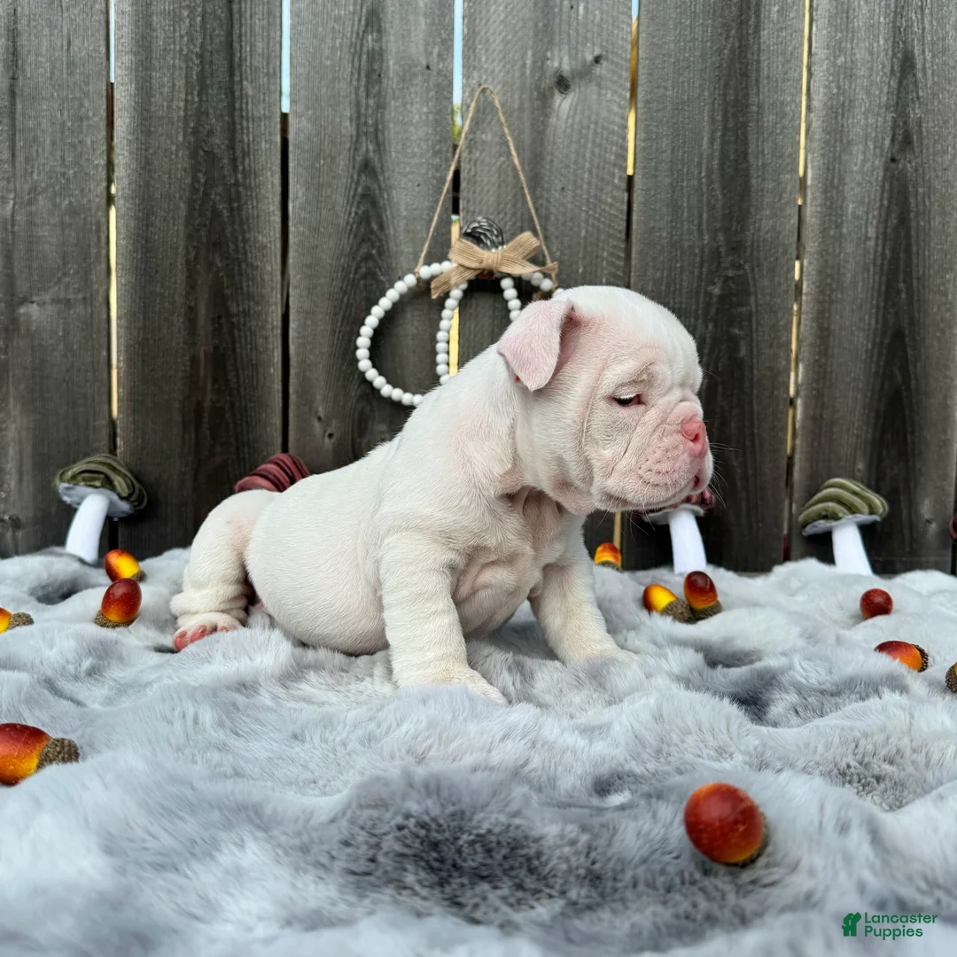 English Bulldog dogs for sale: Petunia  - Ad 6