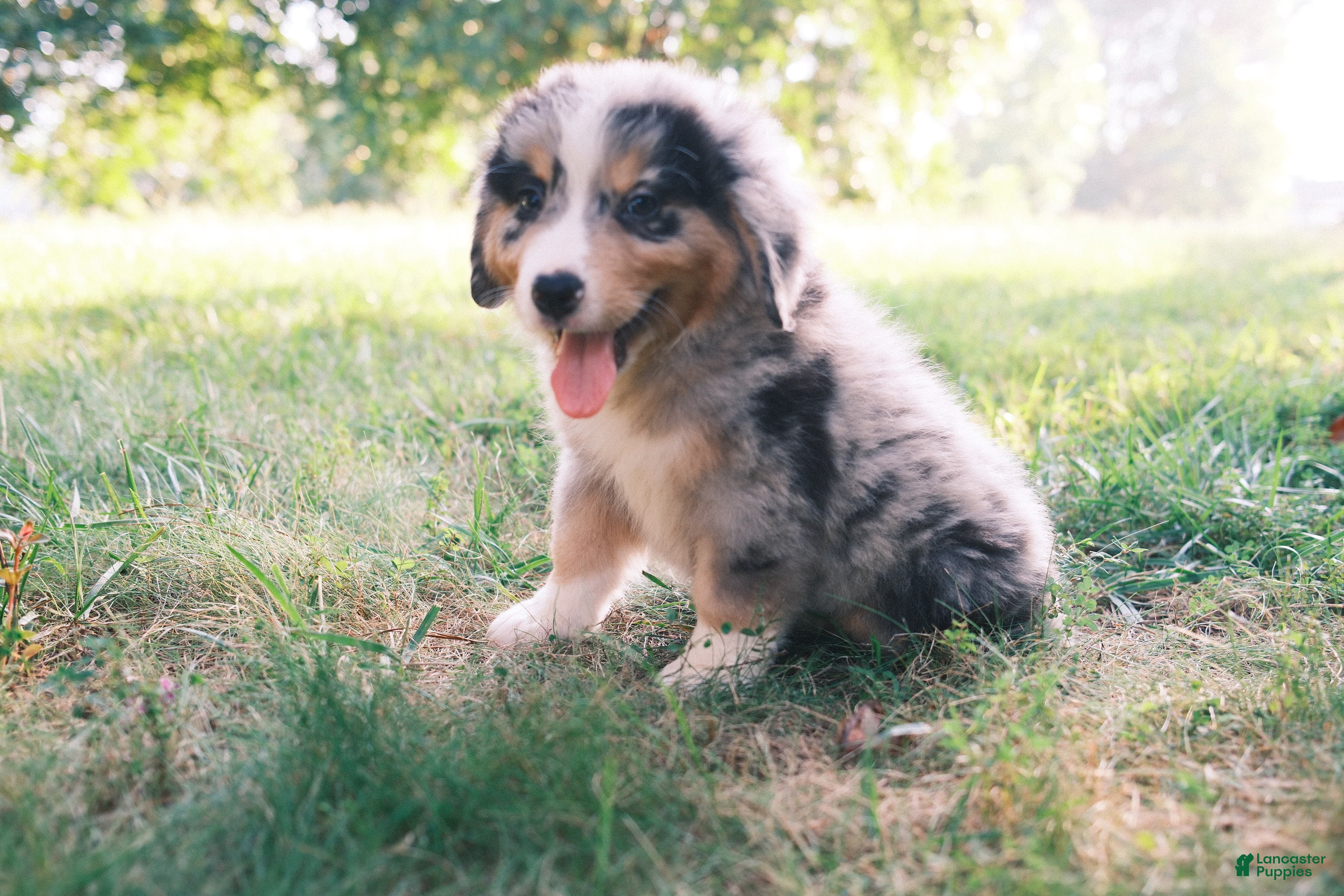 Mixed Breed dogs Blue Merle 2 - Ad 2