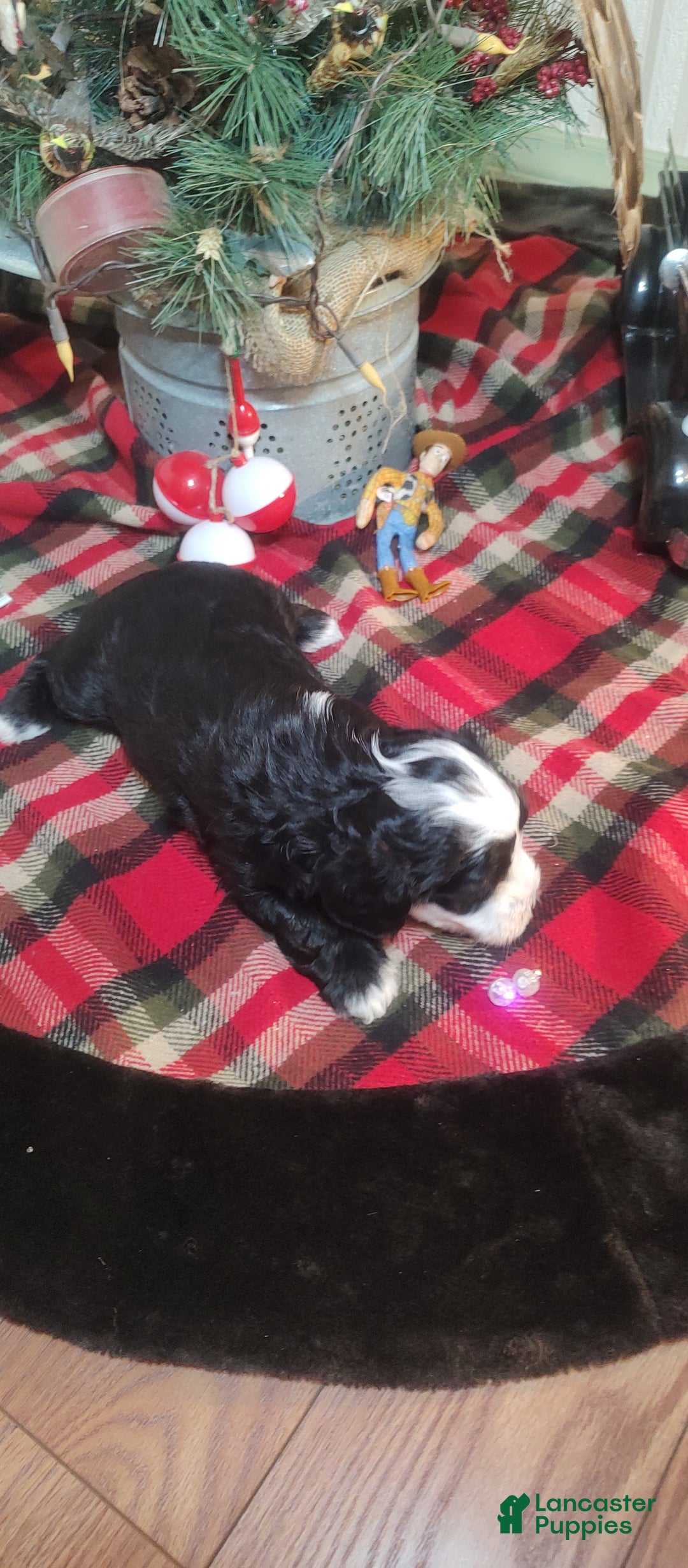 Mini Sheepadoodle dogs for sale: Buck - Ad 4