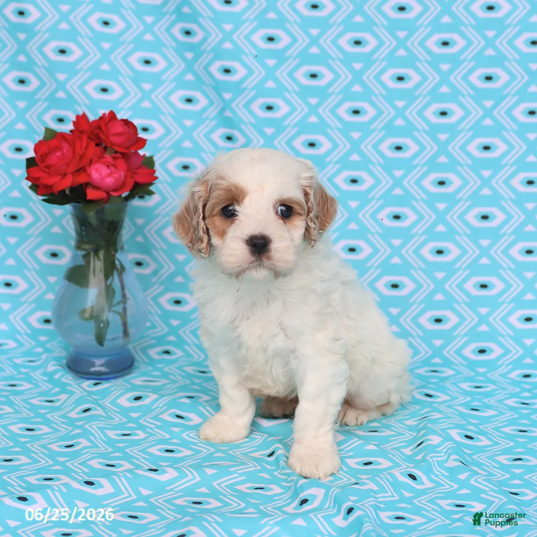 Cockapoo dogs for sale: Diamond - Ad 1