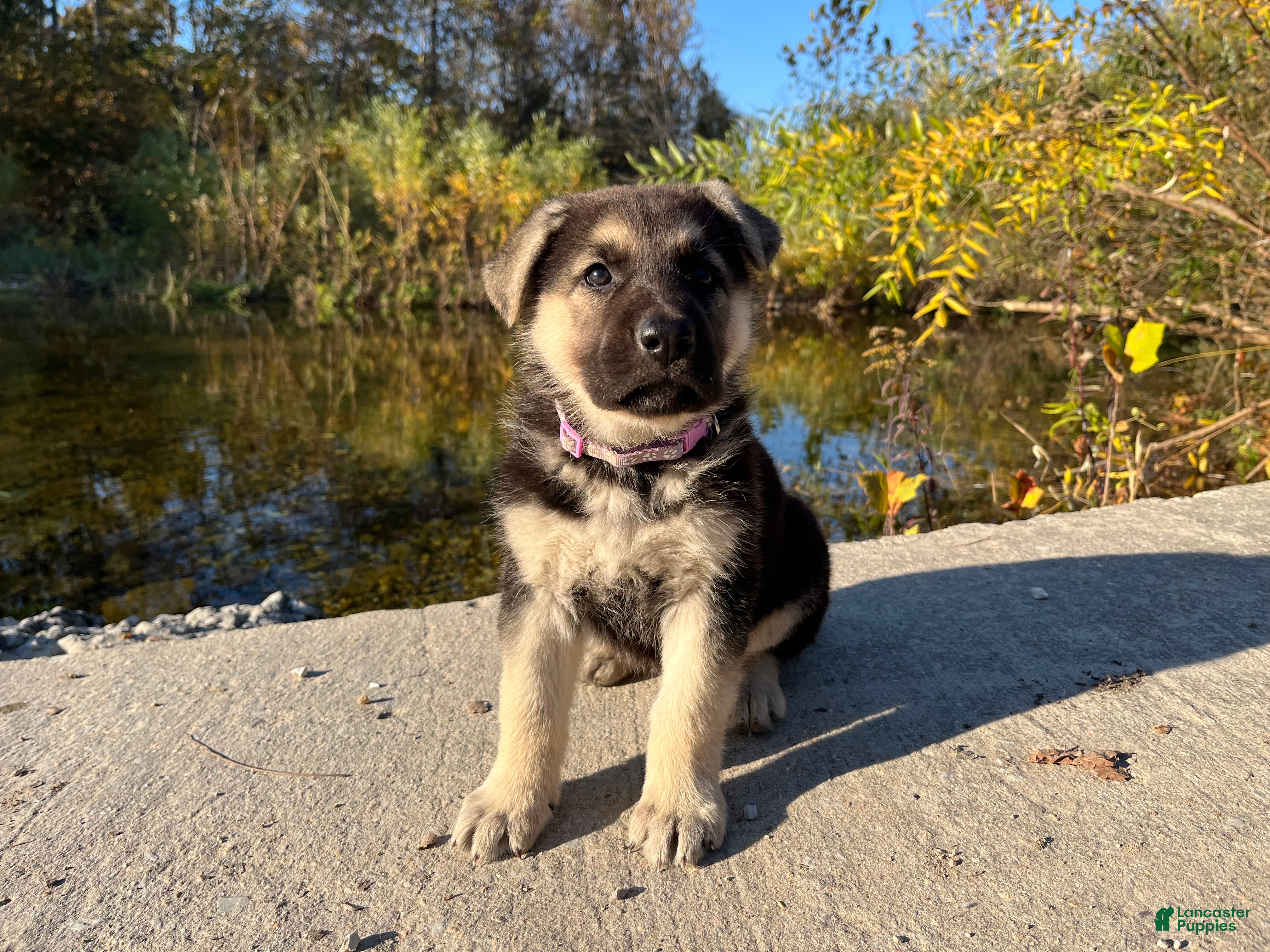 German Shepherd dogs for sale: Obsidian  - Ad 11