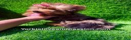 Yorkshire Terrier dogs for sale: Yorkshire Terrier 1 - Ad 8