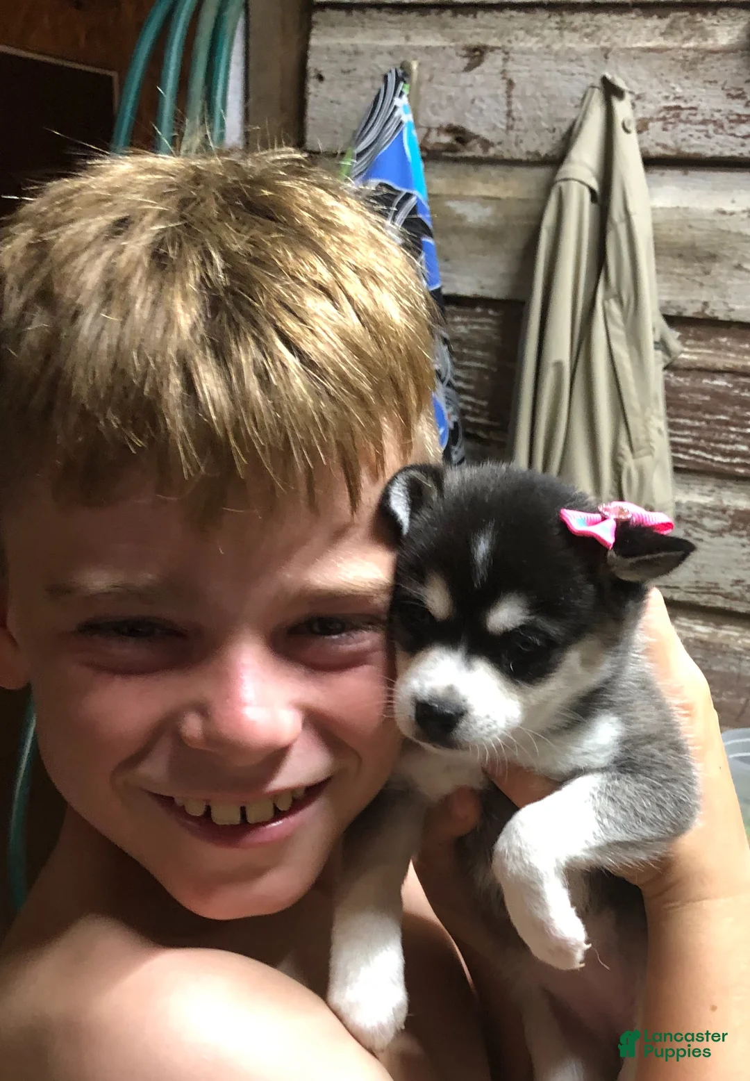 Alaskan Klee Kai dogs for sale: Alaskan Klee Kai Puppy 3 - Ad 1