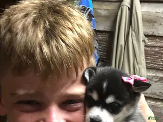 Alaskan Klee Kai dogs Alaskan Klee Kai Puppy 3 - Ad 13