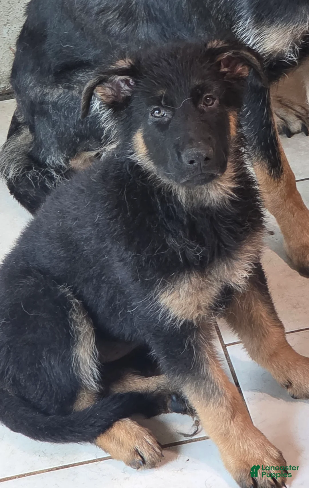 German Shepherd dogs for sale: German Shepherd 1 - Ad 2