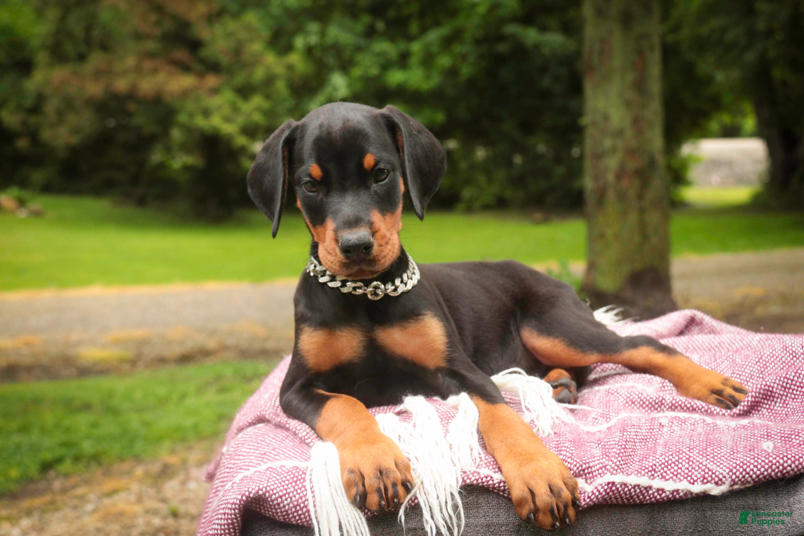 Doberman Pinscher dogs Delphine - Ad 1