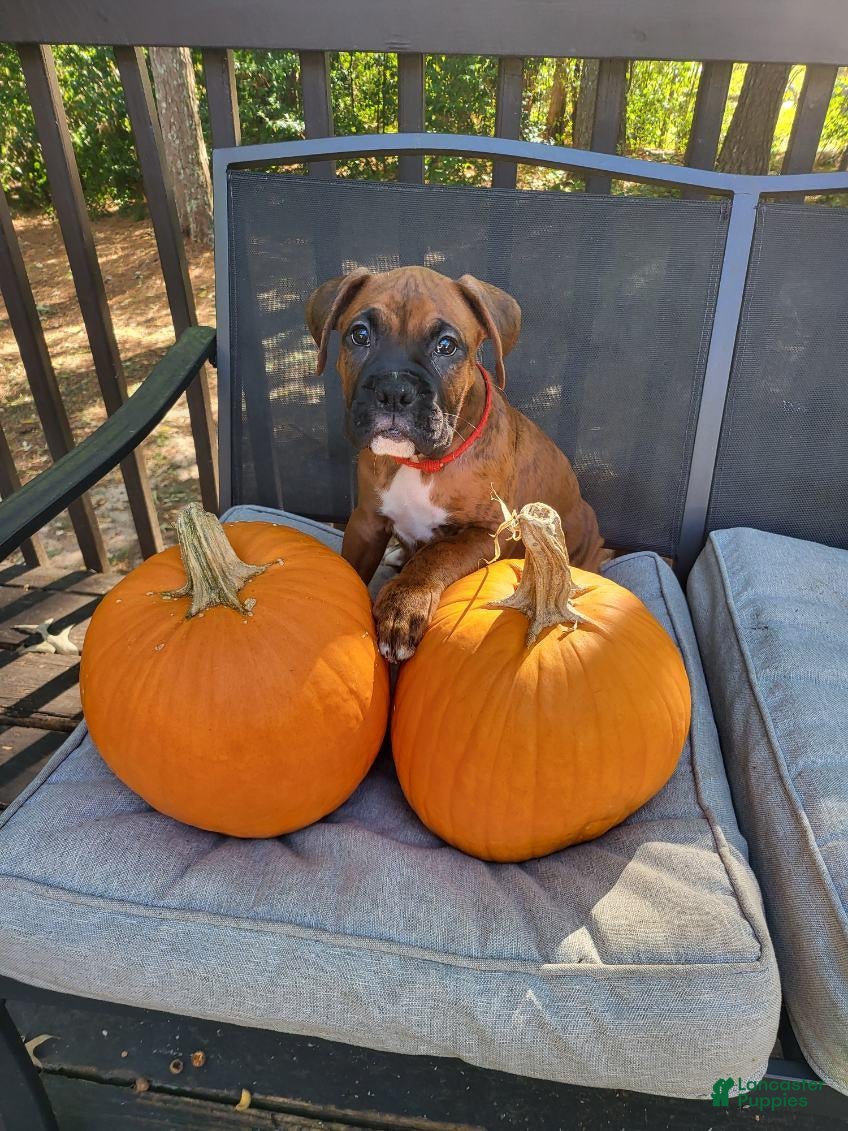 Boxer dogs Boxer 4 - Ad 7