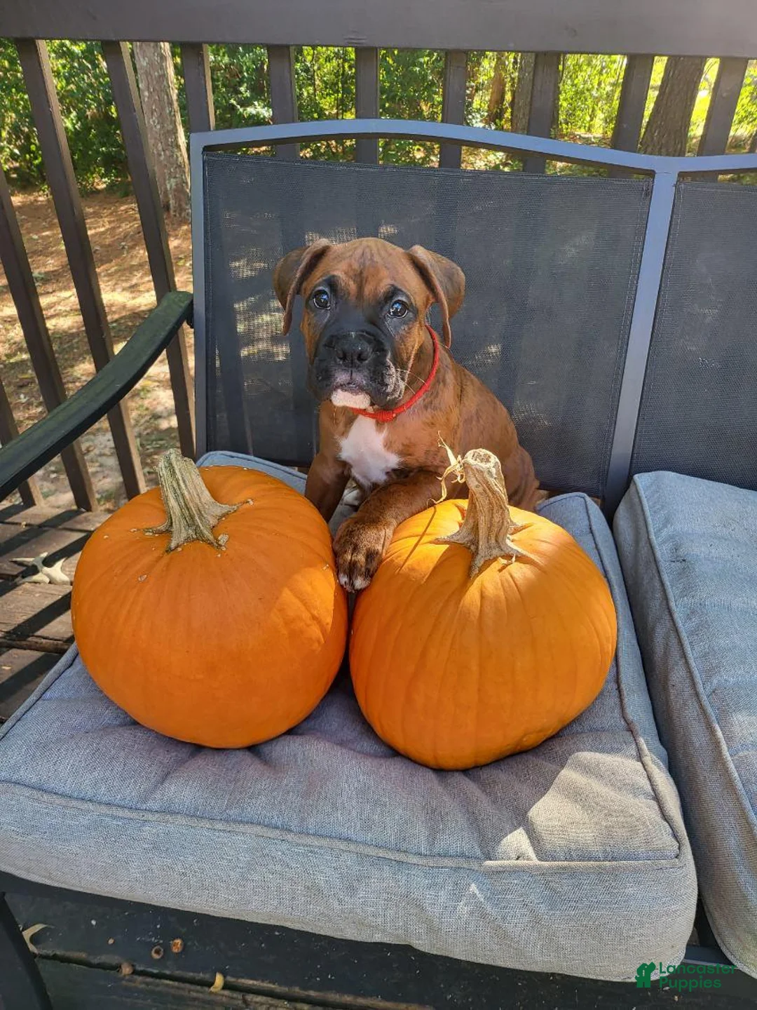 Boxer dogs for sale: Boxer 4 - Ad 1
