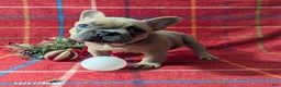 French Bulldog dogs for sale: Amy - Ad 6