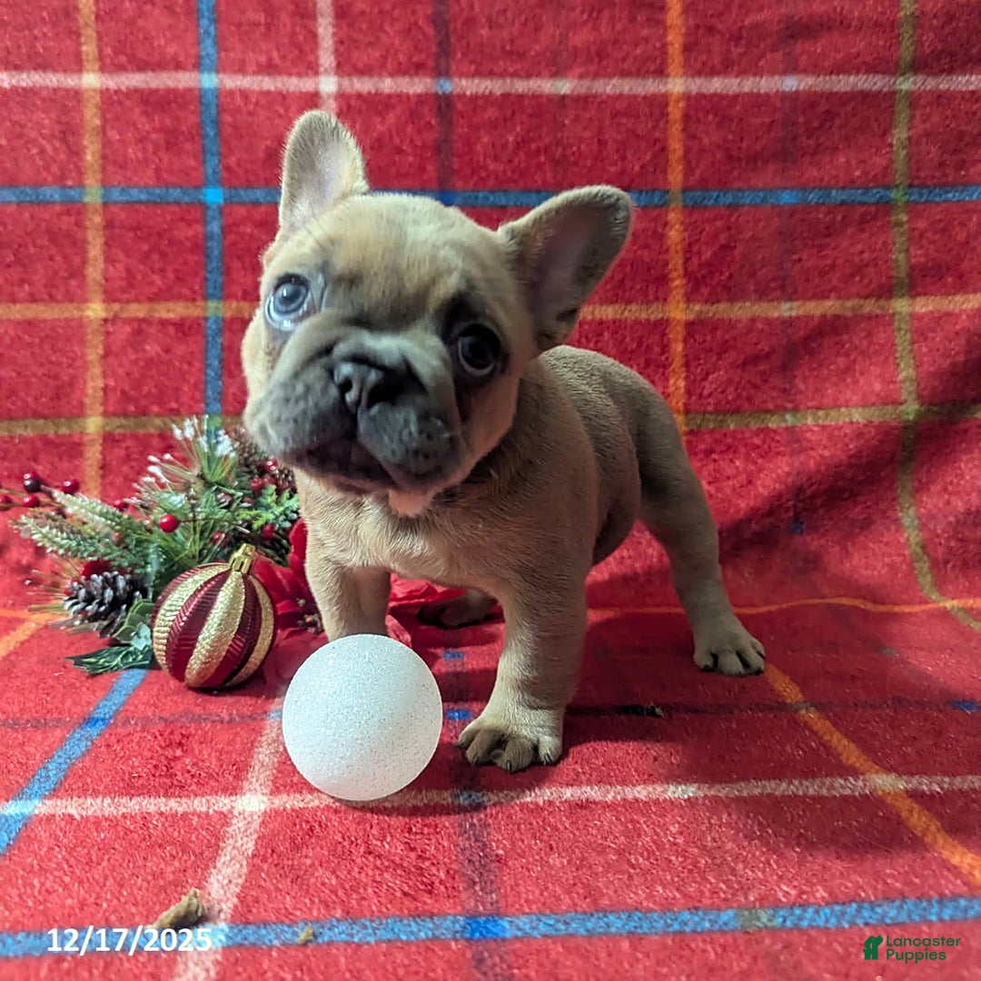 French Bulldog dogs for sale: Amy - Ad 6