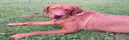 Labrador Retriever dogs for sale: Blaze - Ad 12