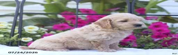 Mini Goldendoodle dogs for sale: Julie - Ad 2