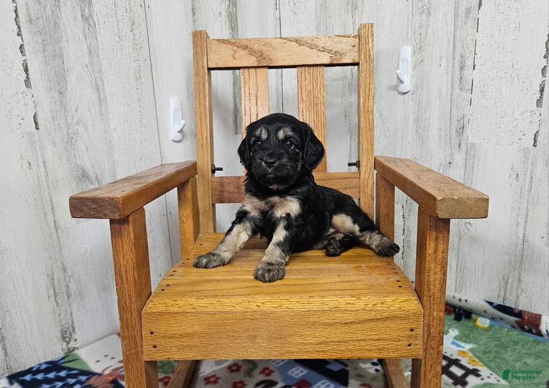 Cavapoo dogs for sale: F1 Rainy - Ad 2