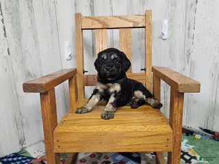 Cavapoo dogs F1 Rainy - Ad 37