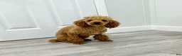 Bichpoo dogs for sale: Romeo - Ad 8