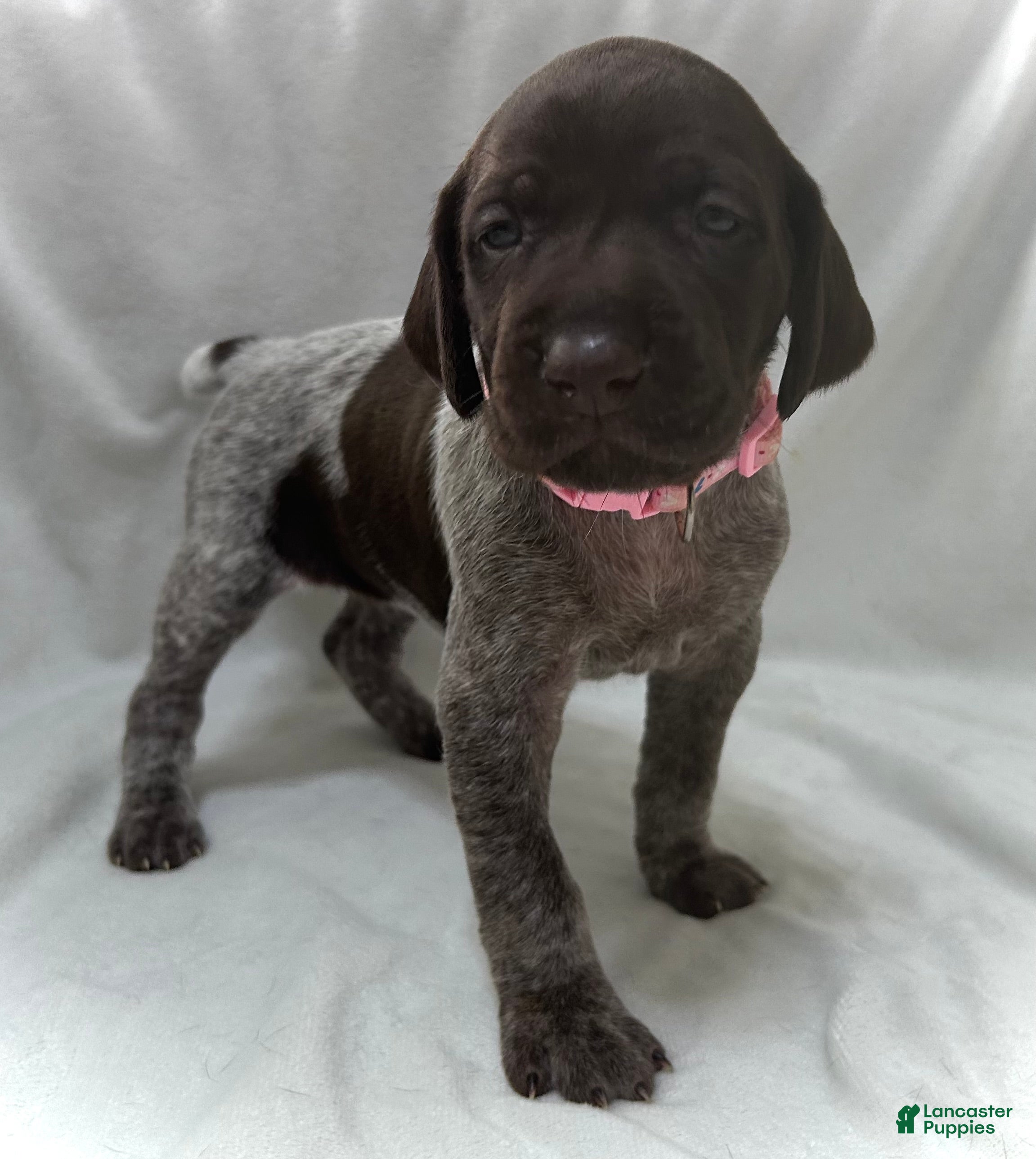 German Shorthaired Pointer dogs Mercy - Ad 27