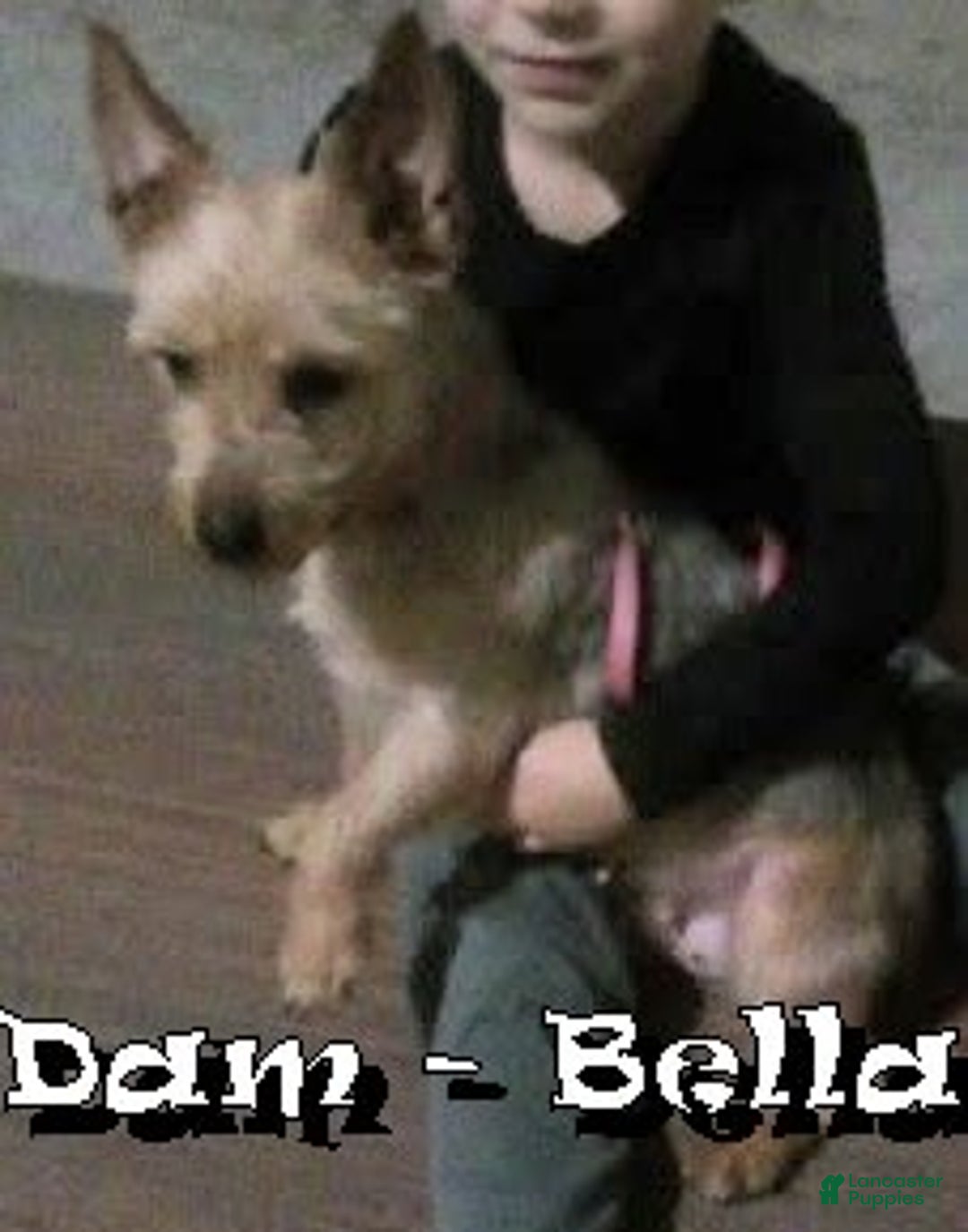 Yorkshire Terrier dogs for sale: Buddy - Ad 10