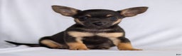 Chihuahua dogs for sale: Preston - Ad 8