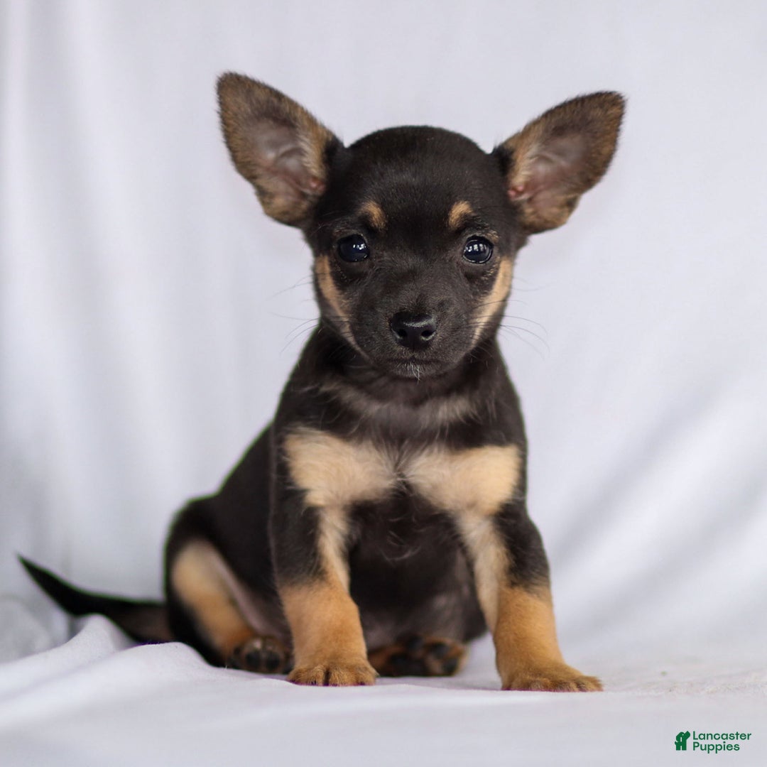 Chihuahua dogs for sale: Preston - Ad 8