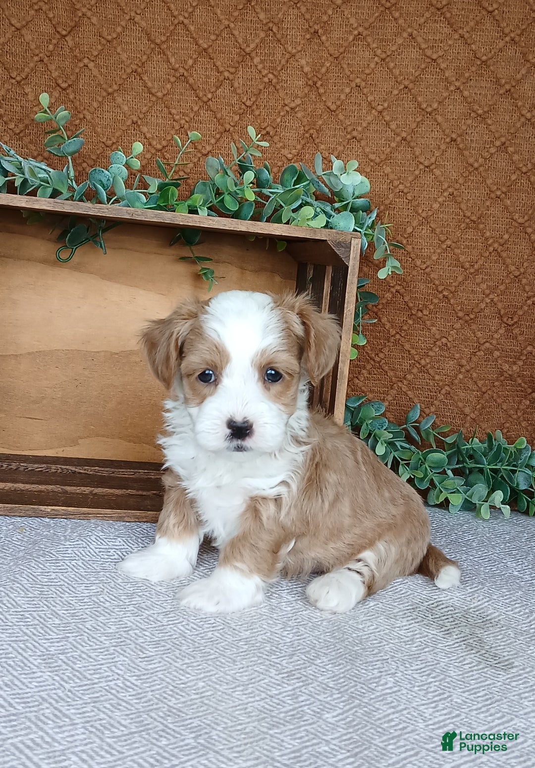 Havanese dogs for sale: Kasper  - Ad 2