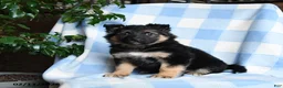 Mixed Breed dogs for sale: Bessie - Ad 1