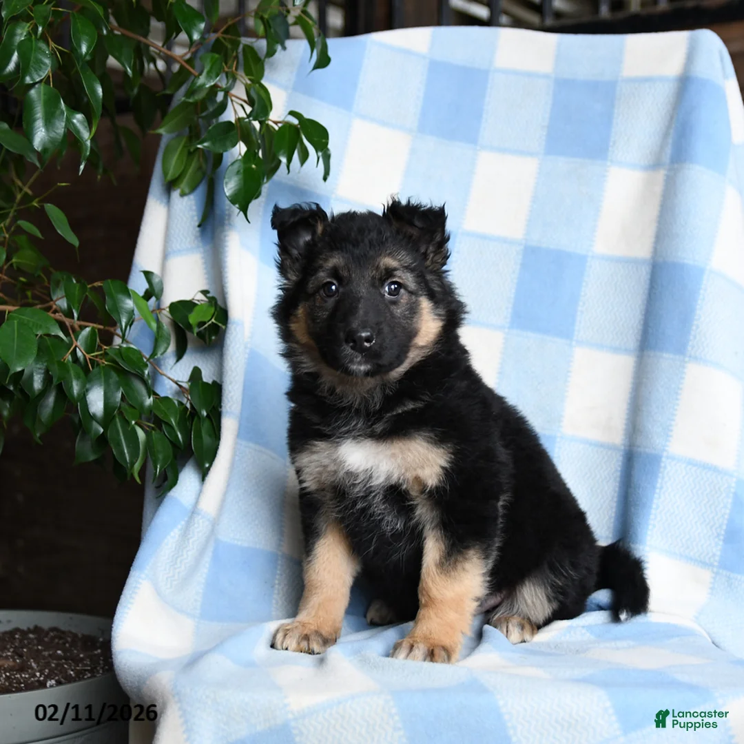 Mixed Breed dogs for sale: Bessie - Ad 1