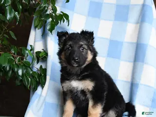 Mixed Breed dogs Bessie - Ad 34