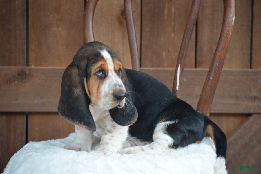 Basset Hound dogs Bruno - Ad 2