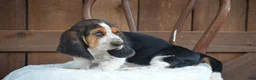 Basset Hound dogs for sale: Bruno - Ad 2