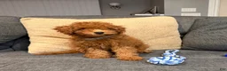 Mini Goldendoodle dogs for sale: Felix - Ad 2