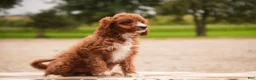 Cavapoo dogs for sale: Avery Cavapoo  - Ad 9