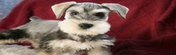Miniature Schnauzer dogs for sale: Nicholas - Ad 1