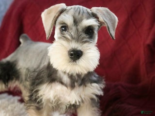 Miniature Schnauzer dogs Nicholas - Ad 35