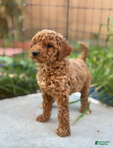 Standard Poodle dogs Bella - Ad 37