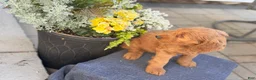 Goldendoodle dogs for sale: Tasha - Ad 3